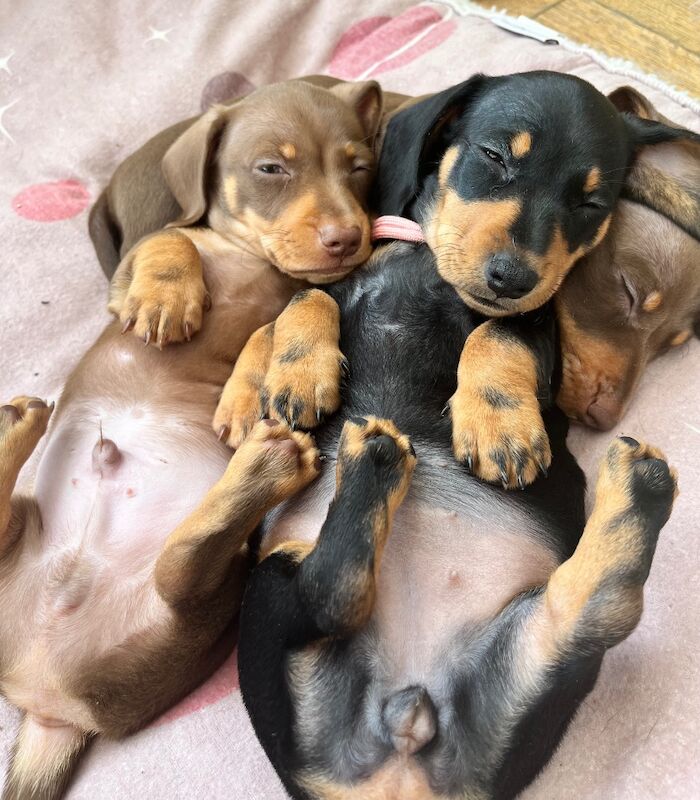 Kennel Club Registered Dachshund Puppies for sale in March, Cambridgeshire - Image 2