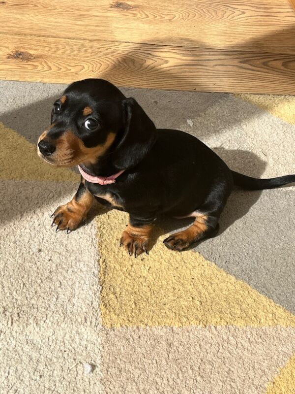 Kennel Club Registered Dachshund Puppies for sale in March, Cambridgeshire - Image 3