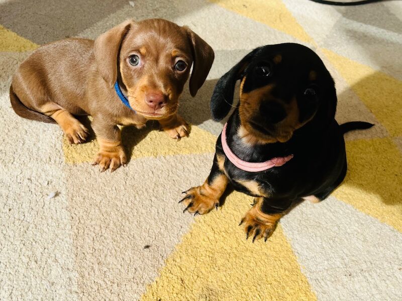 Kennel Club Registered Dachshund Puppies for sale in March, Cambridgeshire - Image 5