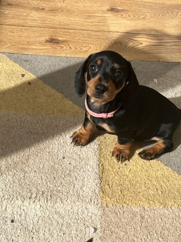 Kennel Club Registered Dachshund Puppies for sale in March, Cambridgeshire - Image 6