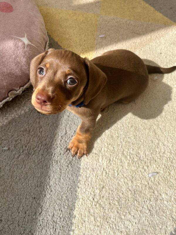 Kennel Club Registered Dachshund Puppies for sale in March, Cambridgeshire - Image 7