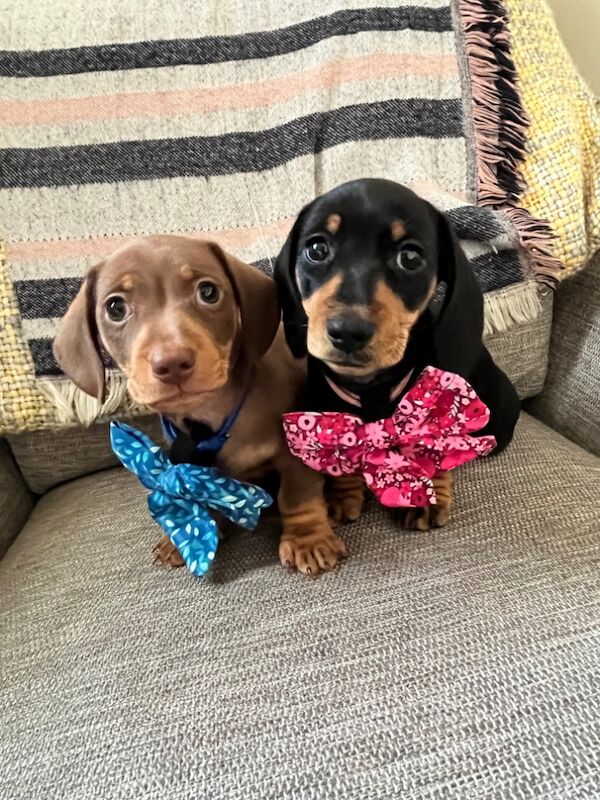 Kennel Club Registered Dachshund Puppies for sale in March, Cambridgeshire - Image 8