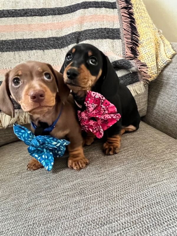 Kennel Club Registered Dachshund Puppies for sale in March, Cambridgeshire - Image 9