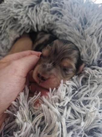 Kg reg miniature long haired dachshunds for sale in Manchester, Greater Manchester