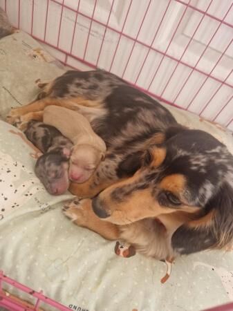 Kg reg miniature long haired dachshunds for sale in Manchester, Greater Manchester - Image 3