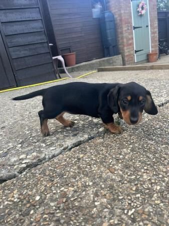***last black & tan mini dachshund girl*** for sale in Halstead, Essex
