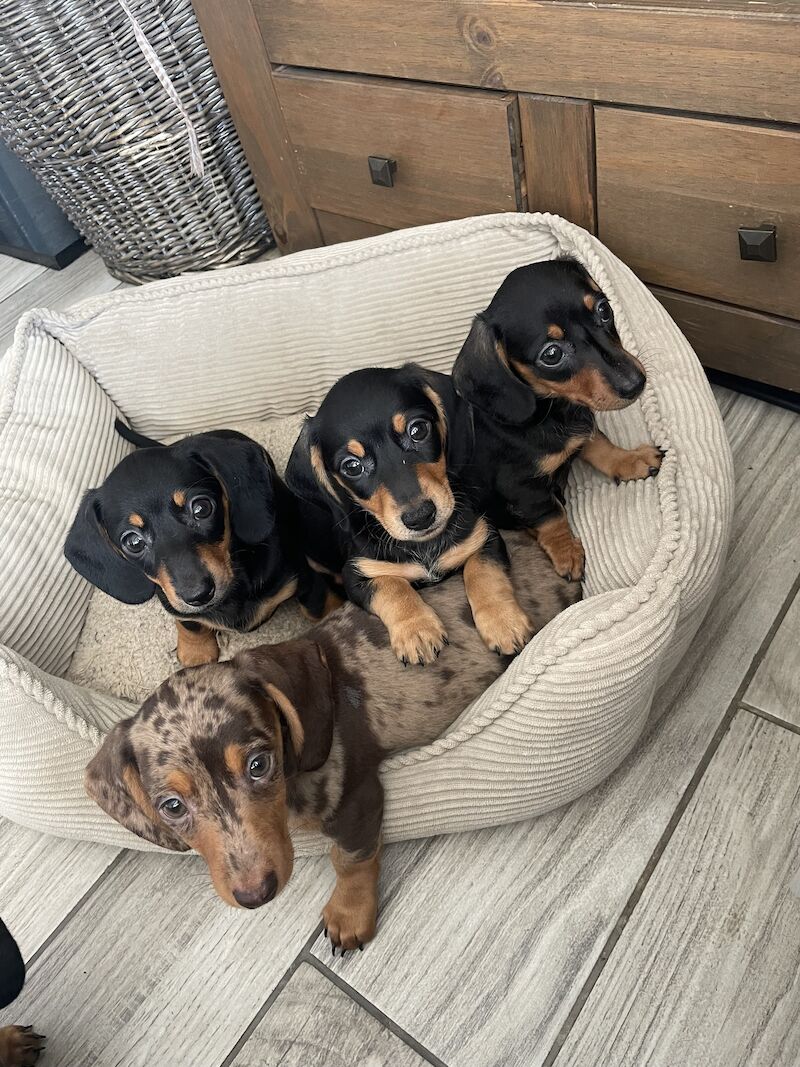 Last few Black & Tan puppies for sale in Wisbech, Cambridgeshire