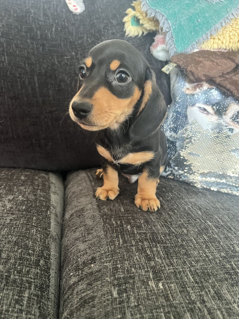 Dachshunds for sale in Wisbech, Cambridgeshire