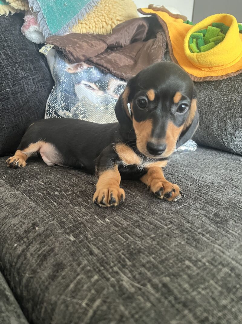 KC Registered Dachshund Puppies for sale in Cambridgeshire