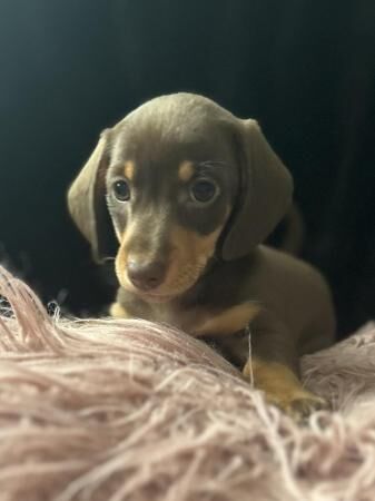 Last girl miniature dachshund puppy for sale in South Ockendon, Essex - Image 1