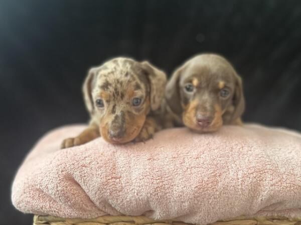 Last girl miniature dachshund puppy for sale in South Ockendon, Essex - Image 2