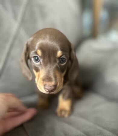 Last girl miniature dachshund puppy for sale in South Ockendon, Essex - Image 3