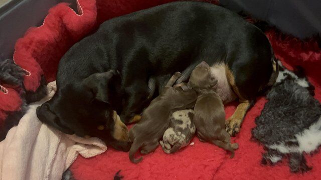 Last girl miniature dachshund puppy for sale in South Ockendon, Essex - Image 4