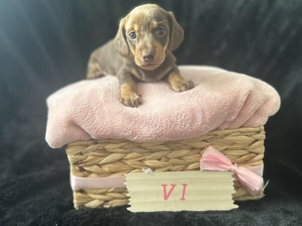 Last girl miniature dachshund puppy for sale in South Ockendon, Essex - Image 5