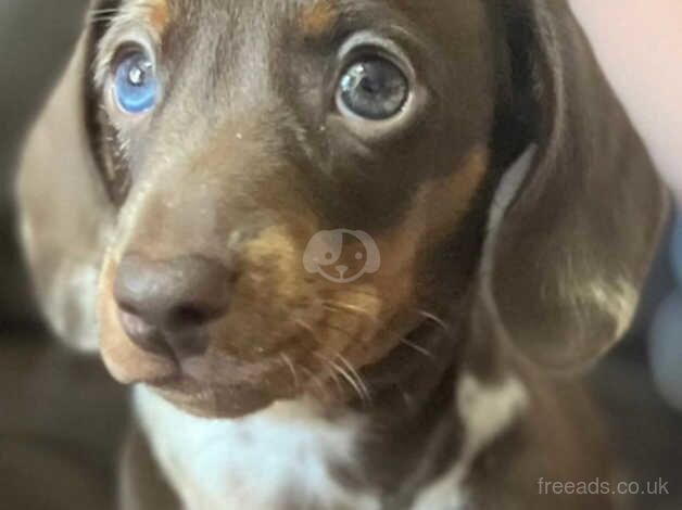 last mini dachshound for sale in Birmingham, West Midlands - Image 2