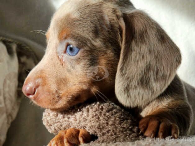 Lilac dapple mini Dachshunds for sale in Stanford-le-Hope, Essex