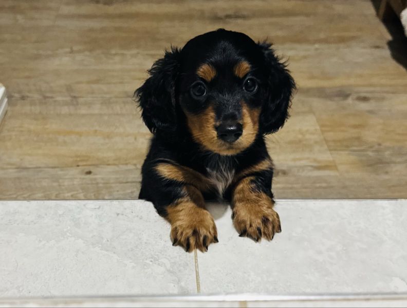 Litter friendly Dachshund puppies for sale in Lincoln, Lincolnshire