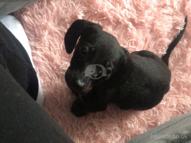 Little Max needs his forever home for sale in Nottingham, Nottinghamshire