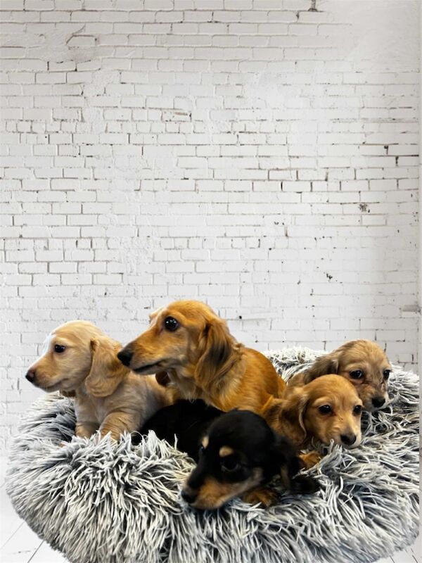 Long coat miniature dachshund ready now for sale in PE6 0HL - Image 4