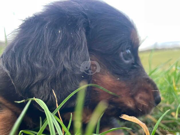 Long hair haired dachshunds puppy for sale in Whitby, North Yorkshire