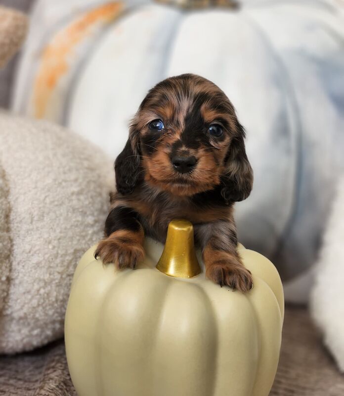 Long hair KC registered Dachshunds for sale in Haslingden, Lancashire - Image 1