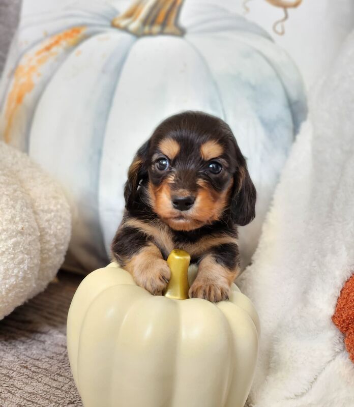 Long hair KC registered Dachshunds for sale in Haslingden, Lancashire - Image 2