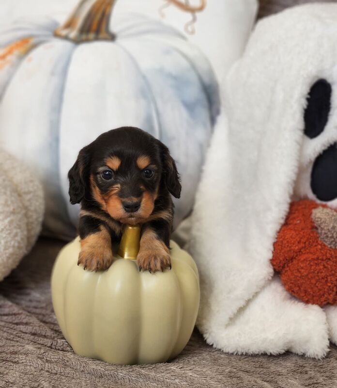 Long hair KC registered Dachshunds for sale in Haslingden, Lancashire - Image 3