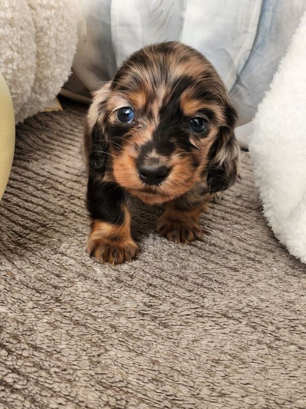 Long hair KC registered Dachshunds for sale in Haslingden, Lancashire - Image 4