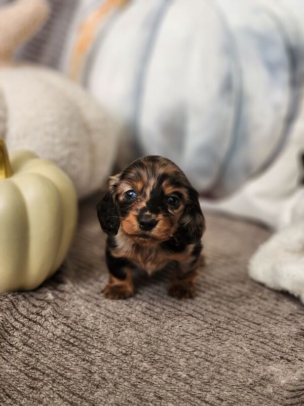 Long hair KC registered Dachshunds for sale in Haslingden, Lancashire - Image 5