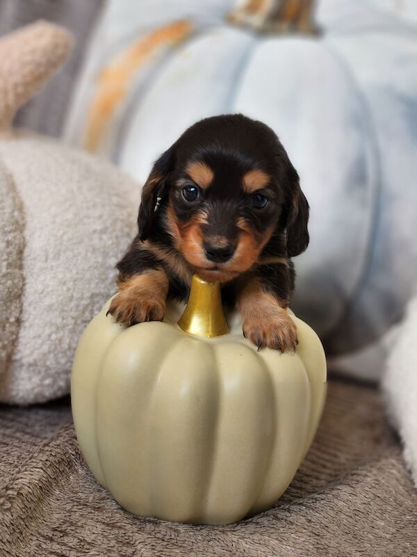 Long hair KC registered Dachshunds for sale in Haslingden, Lancashire - Image 6