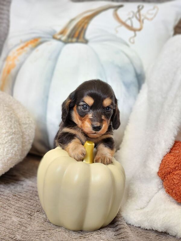 Long hair KC registered Dachshunds for sale in Haslingden, Lancashire - Image 7