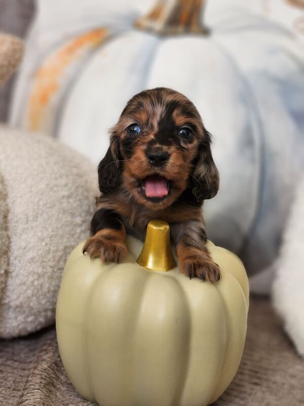 Long hair KC registered Dachshunds for sale in Haslingden, Lancashire - Image 8