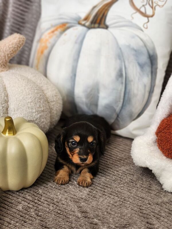 Long hair KC registered Dachshunds for sale in Haslingden, Lancashire - Image 9