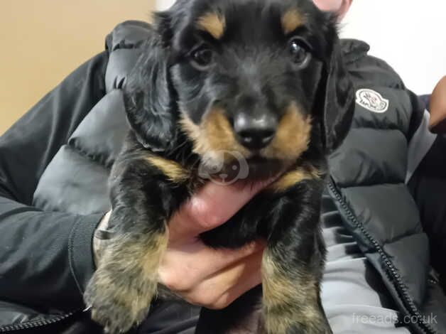 Long haired black and tan daschund for sale in Salisbury, Wiltshire - Image 1