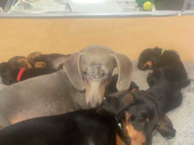 Long haired black and tan daschund for sale in Salisbury, Wiltshire - Image 2