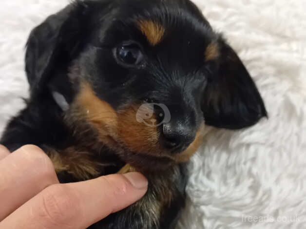 Long haired black and tan daschund for sale in Salisbury, Wiltshire - Image 3