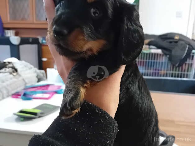 Long haired black and tan daschund for sale in Salisbury, Wiltshire - Image 4