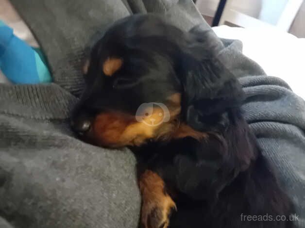 Long haired black and tan daschund for sale in Salisbury, Wiltshire - Image 5