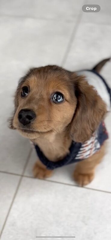 Long haired dachshund puppy for sale in Armagh, County Armagh