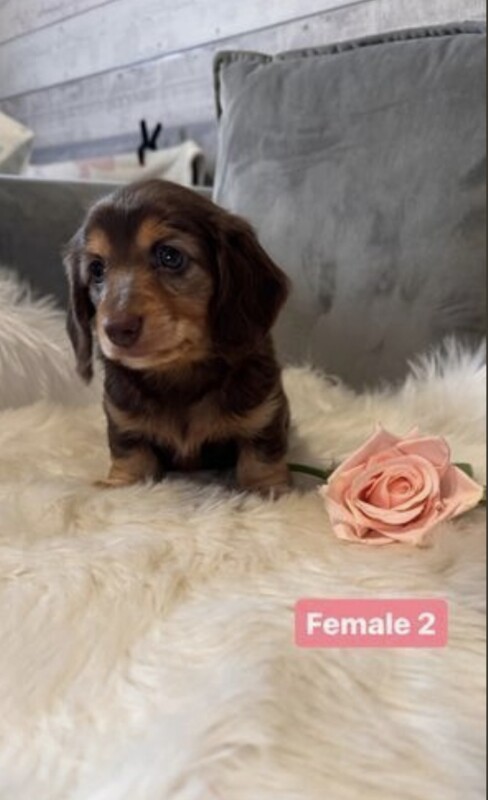 Long Haired Dachshunds for sale in Cardiff - Image 2