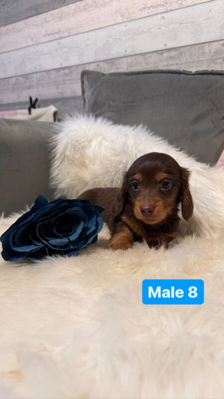 Long Haired Dachshunds for sale in Cardiff - Image 3