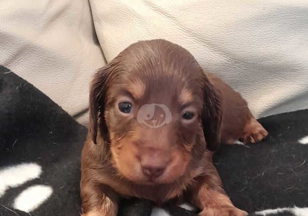 Long haired daschund puppies for sale in Leeds, West Yorkshire