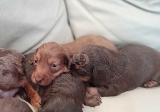 Long haired daschund puppies for sale in Leeds, West Yorkshire - Image 2