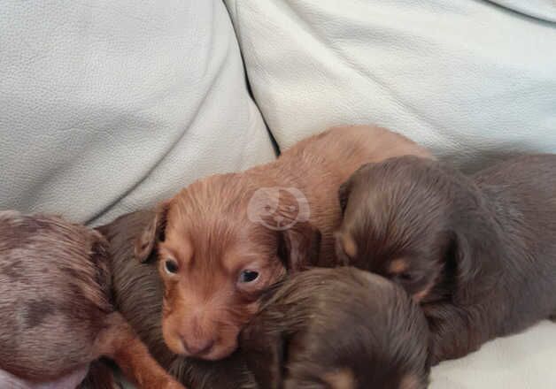 Long haired daschund puppies for sale in Leeds, West Yorkshire - Image 3