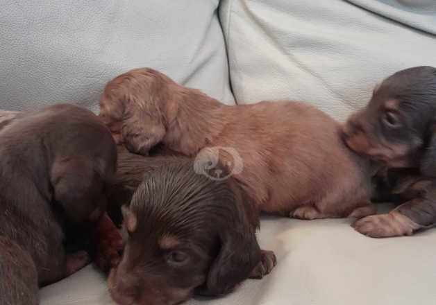 Long haired daschund puppies for sale in Leeds, West Yorkshire - Image 4