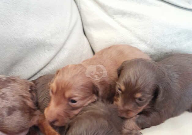 Long haired daschund puppies for sale in Leeds, West Yorkshire - Image 5