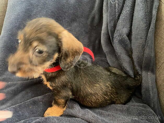 Long haired dashund/teckel puppies for sale in Rotherham, South Yorkshire - Image 1