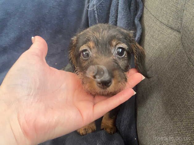 Long haired dashund/teckel puppies for sale in Rotherham, South Yorkshire - Image 2