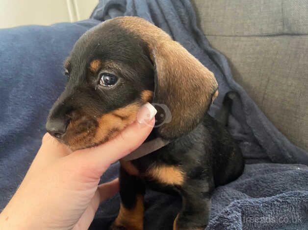 Long haired dashund/teckel puppies for sale in Rotherham, South Yorkshire - Image 3