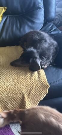 Long haired Female dachshund for sale in Runcorn, Cheshire